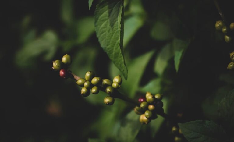 5 health benefits of Green Coffee
