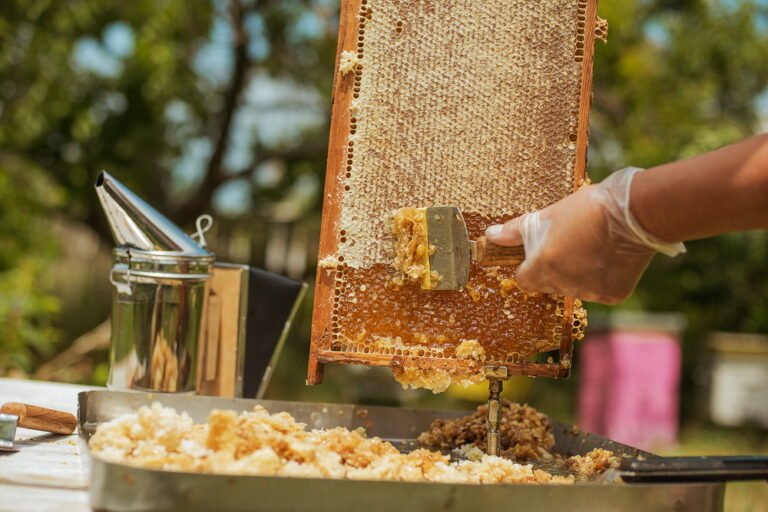 Is it Okay to Harvest Honey?